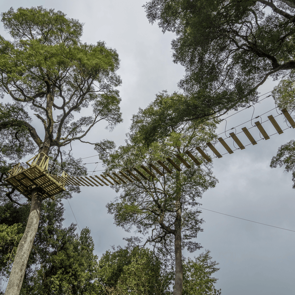 Canopy y Arborismo - Puerto Octay