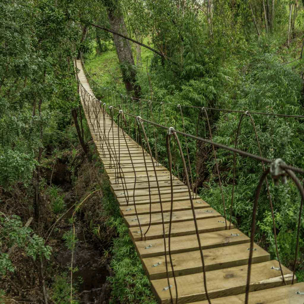 Canopy y Arborismo - Puerto Octay