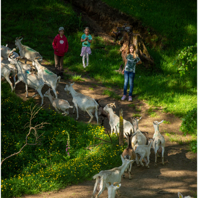 Walk with goats in Purranque