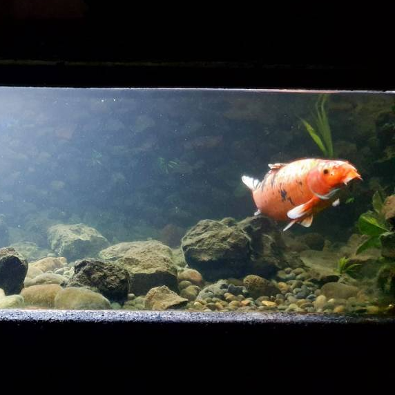 Entradas Acuario y Granja Lago Puyehue