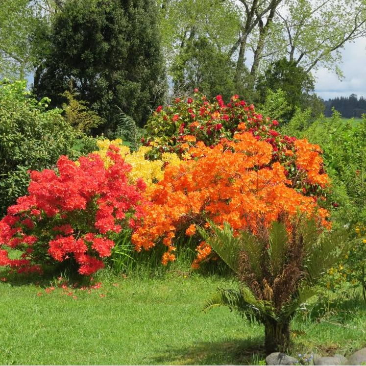 Family room - Yellow Shoe B&B, Puerto Octay