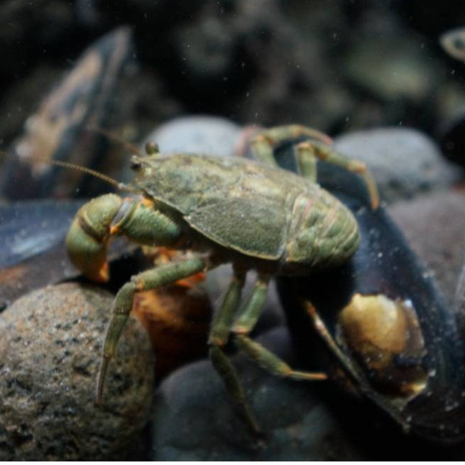 Entradas Acuario y Granja Lago Puyehue