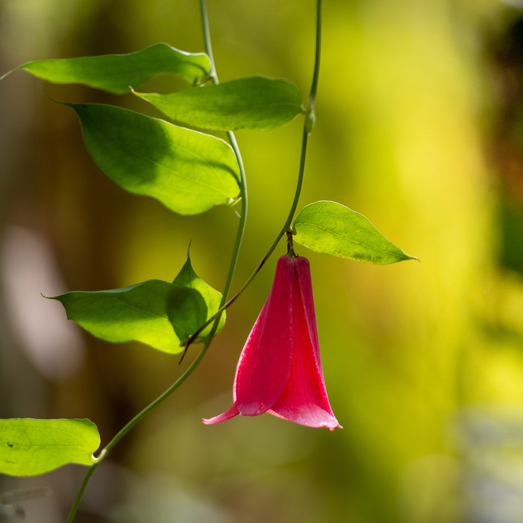 Entradas Parque La Isla Salto La Olla - Puyehue