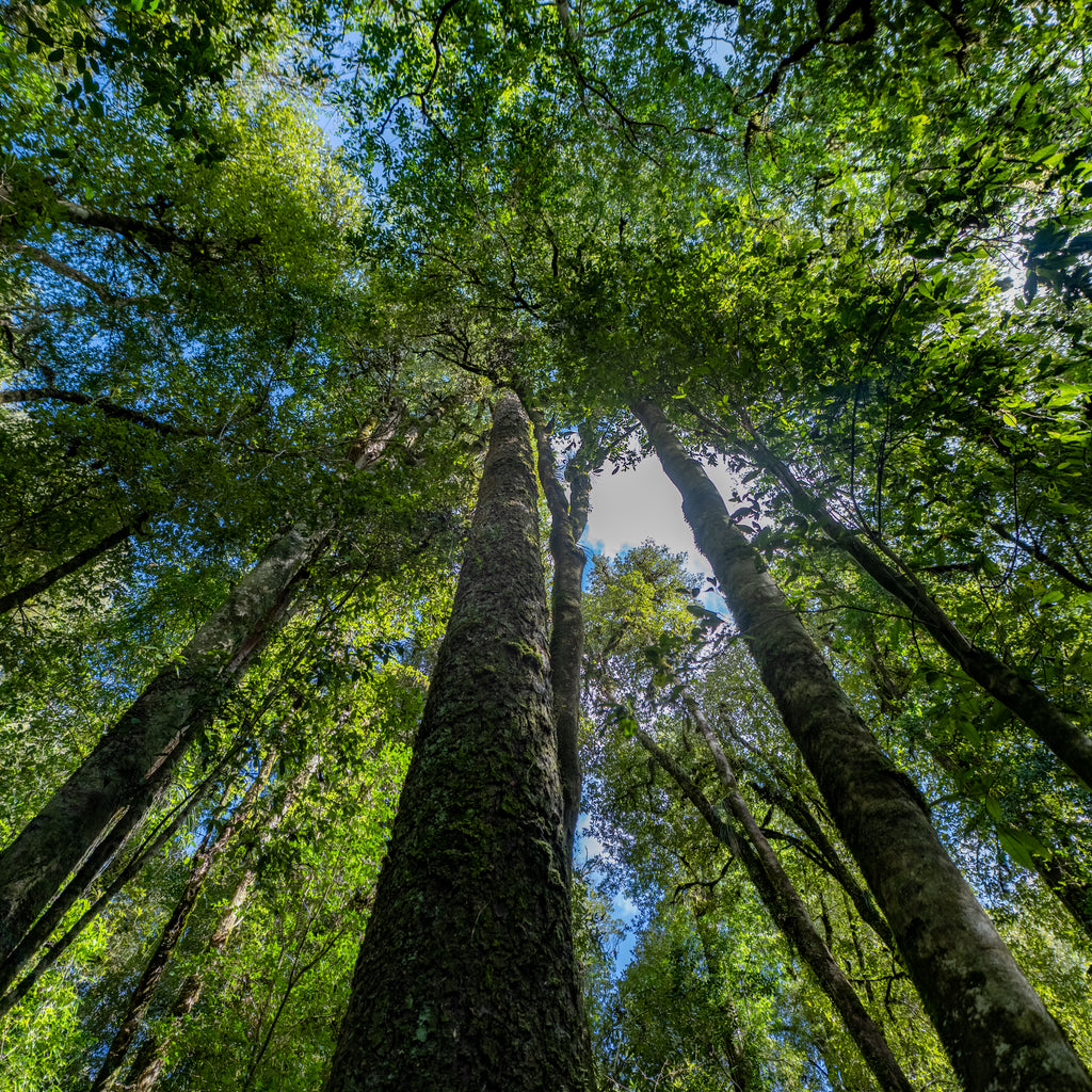 Entradas Parque La Isla Salto La Olla - Puyehue