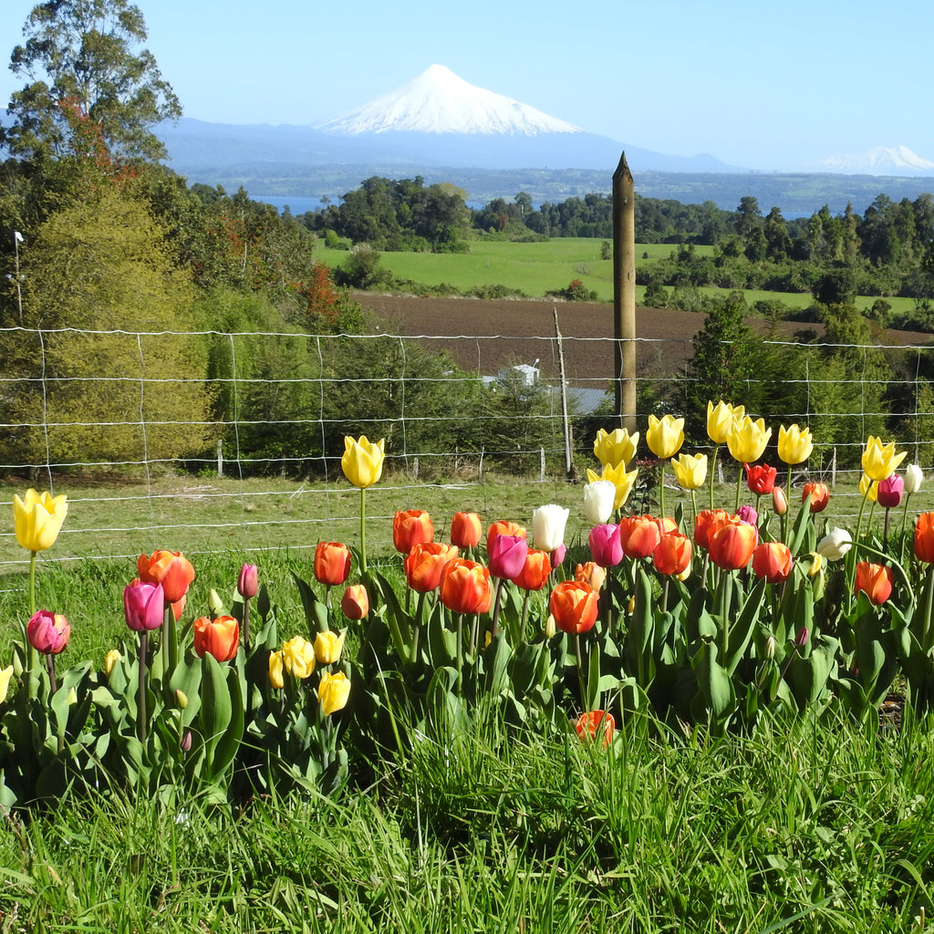 Quincho Tierra Sur - Puyehue