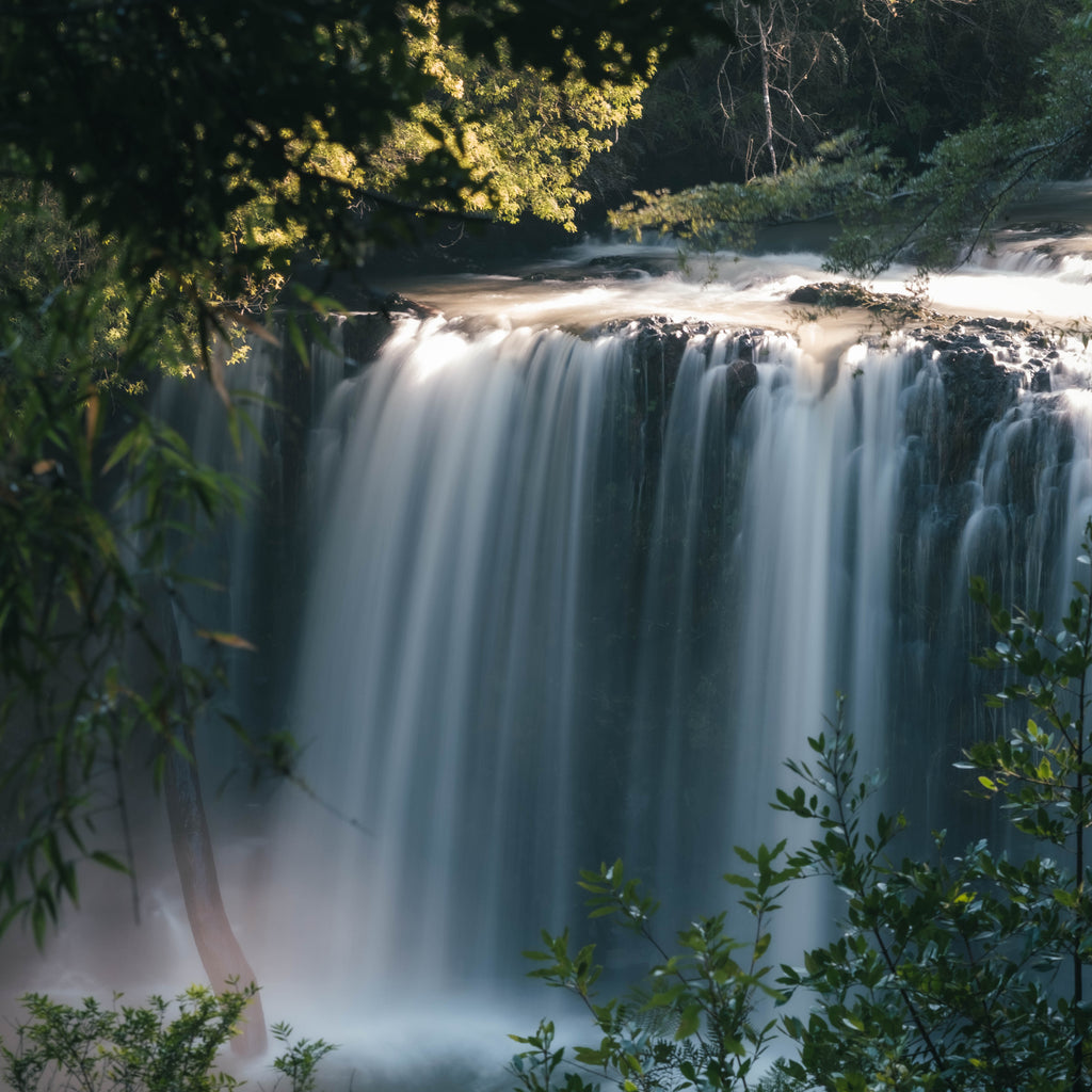 Disfruta la Selva Valdiviana en Puyehue por el día