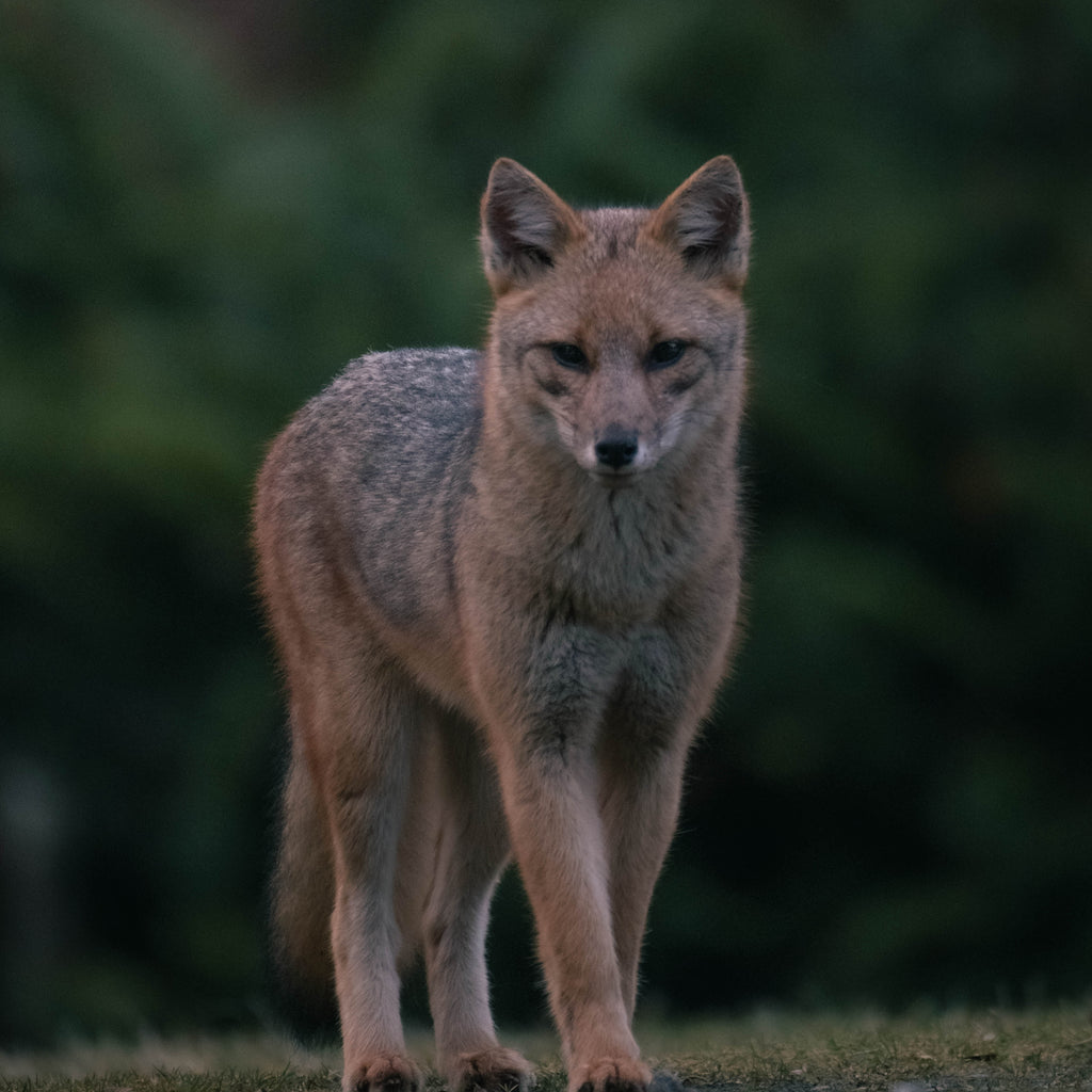 Cabañas Anticura - Puyehue