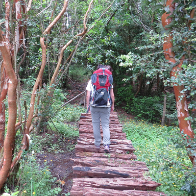 Caminata (hiking) Guiada en Bosque Nativo - Sendero Río López