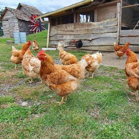 Entradas Acuario y Granja Lago Puyehue