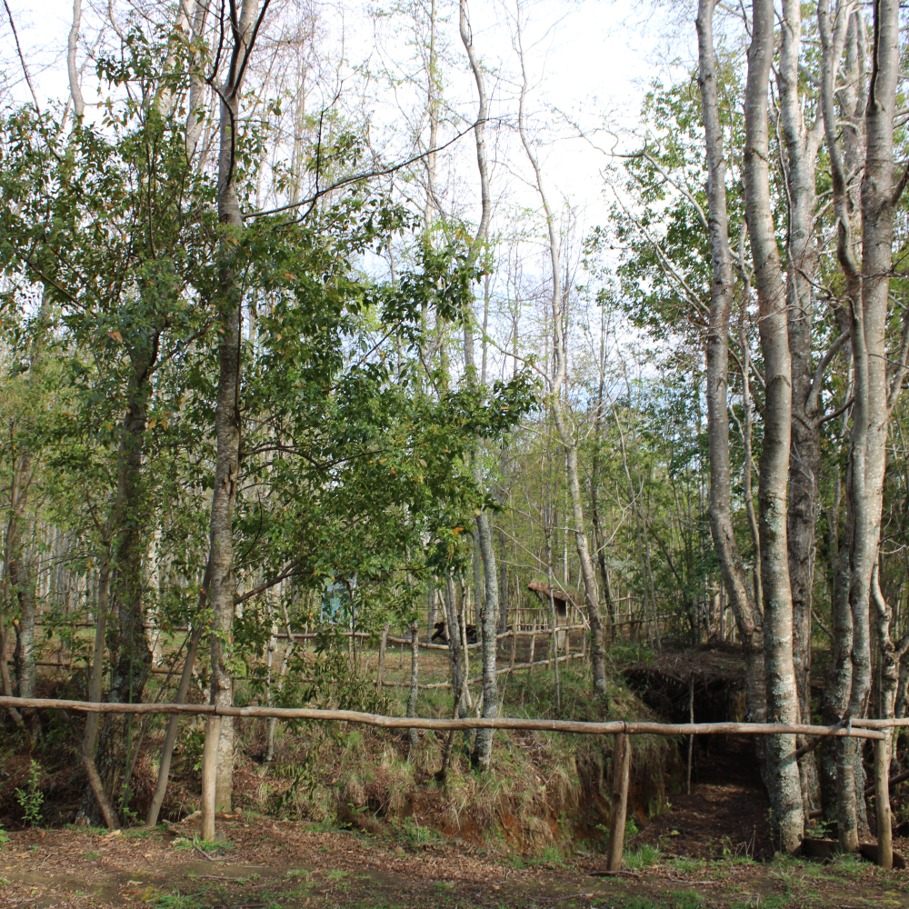 Guiado en Fortín Mapuche + cupón de consumo en Gastronomía Típica