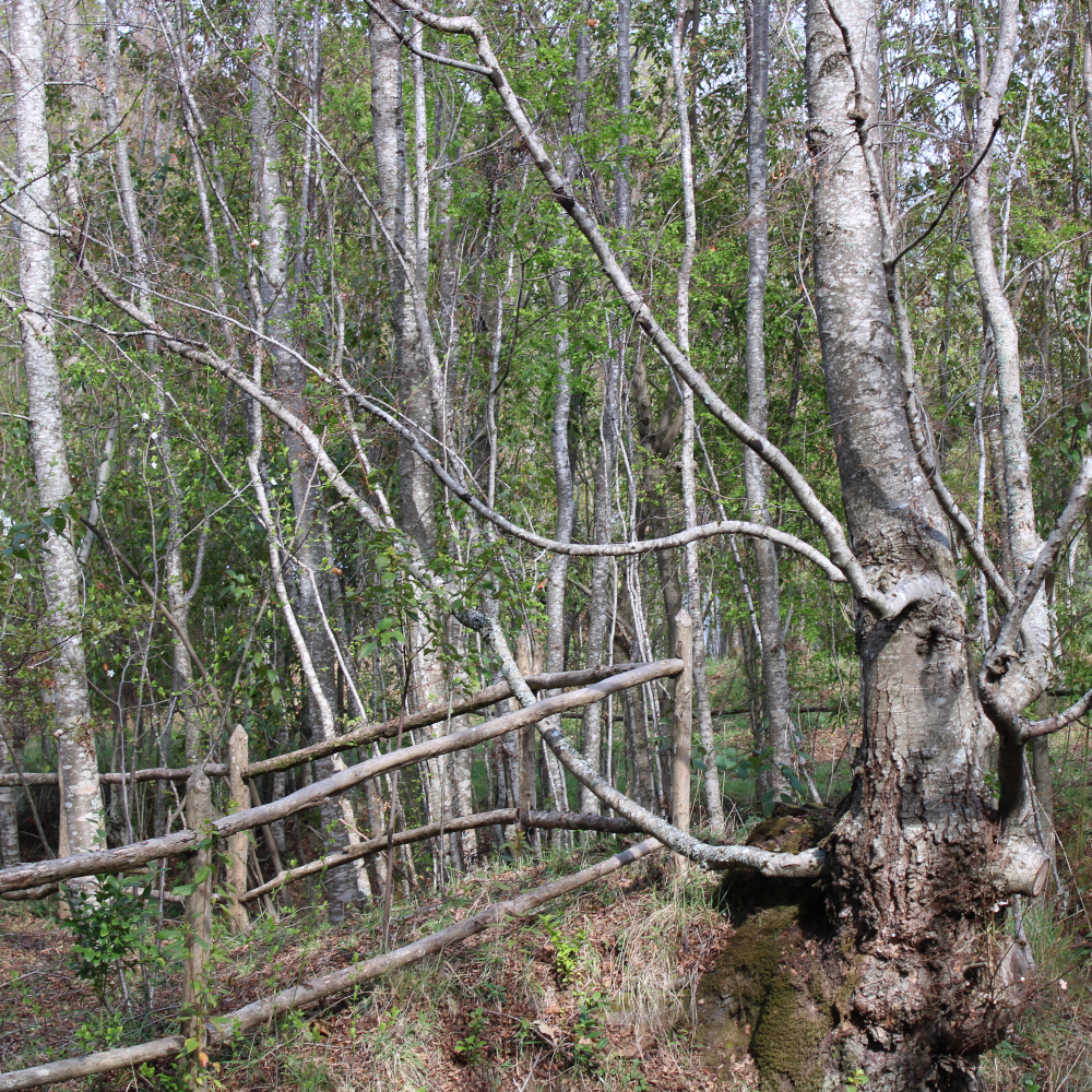Guiado en Fortín Mapuche + cupón de consumo en Gastronomía Típica