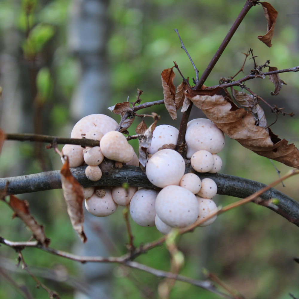 Guiado en Fortín Mapuche + cupón de consumo en Gastronomía Típica