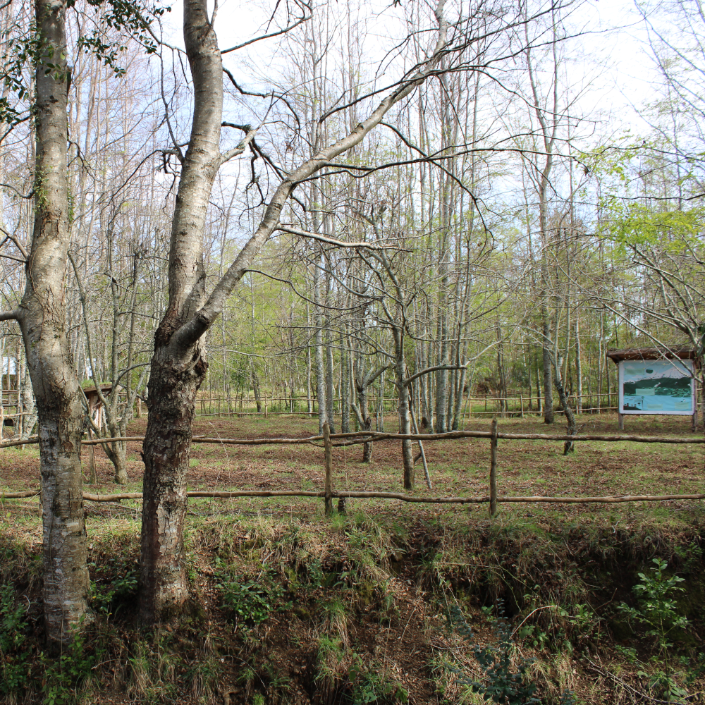 Guiado en Fortín Mapuche + cupón de consumo en Gastronomía Típica