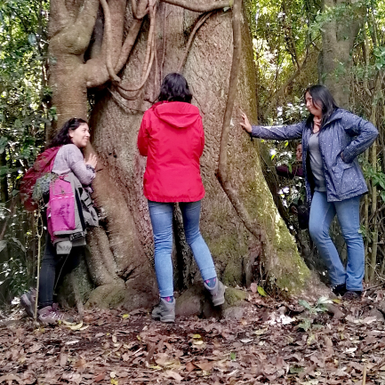 Disfruta la Selva Valdiviana en Puyehue por el día