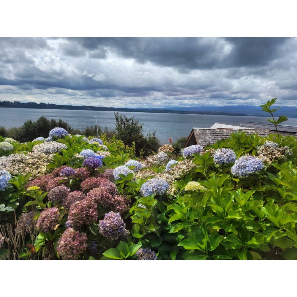 Habitación Hostería Entrelagos - Puyehue