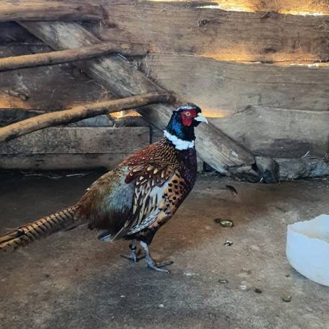Entradas Acuario y Granja Lago Puyehue