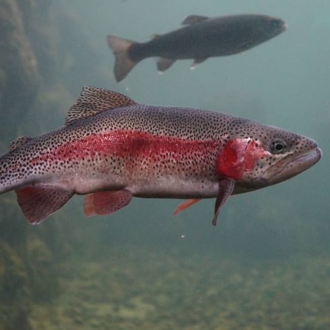 Entradas Acuario y Granja Lago Puyehue