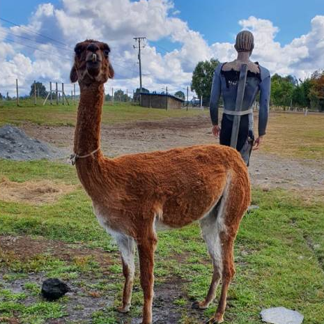 Entradas Acuario y Granja Lago Puyehue