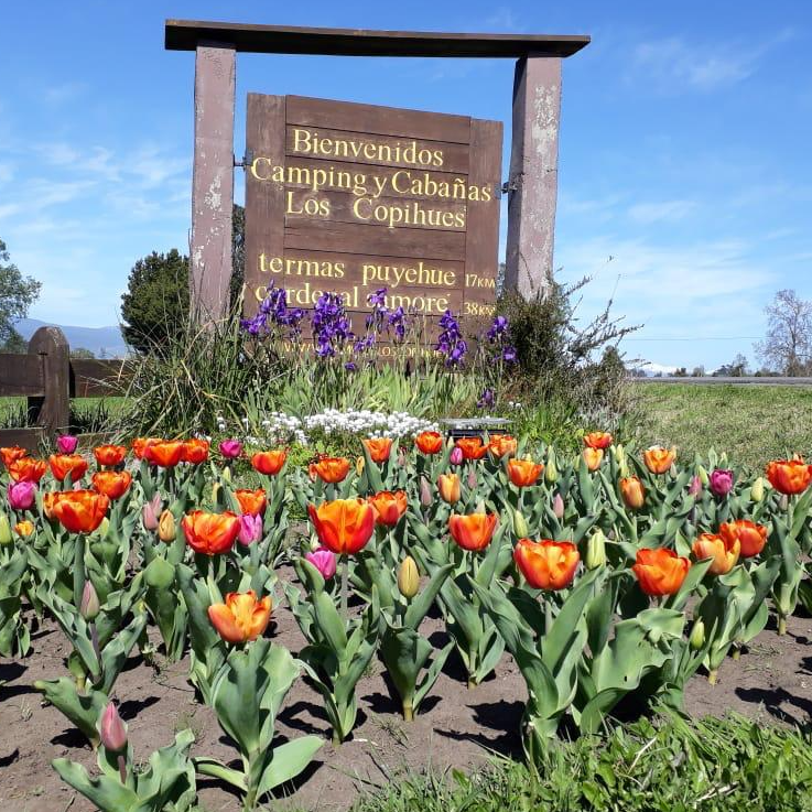Cabañas Los Copihues - Puyehue