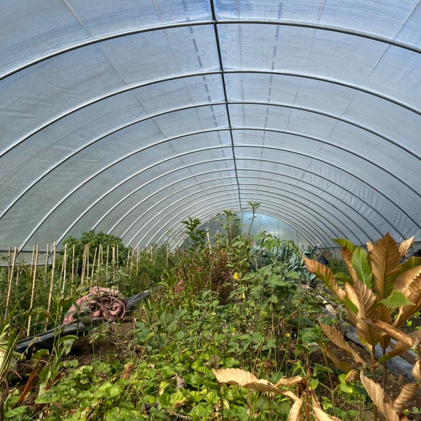 Cabañas Los Copihues - Puyehue