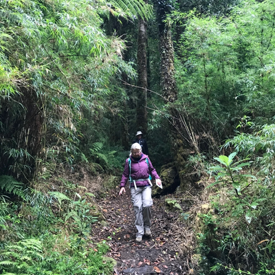 Trekking Alerce Andino National Park - Llanquihue