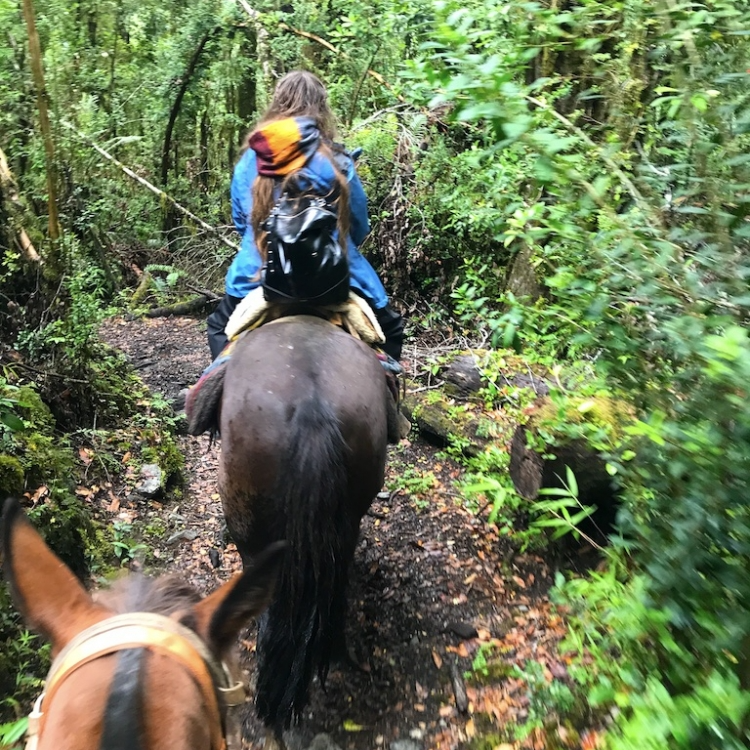 Cabalgata a Cayutué - Servicio premium