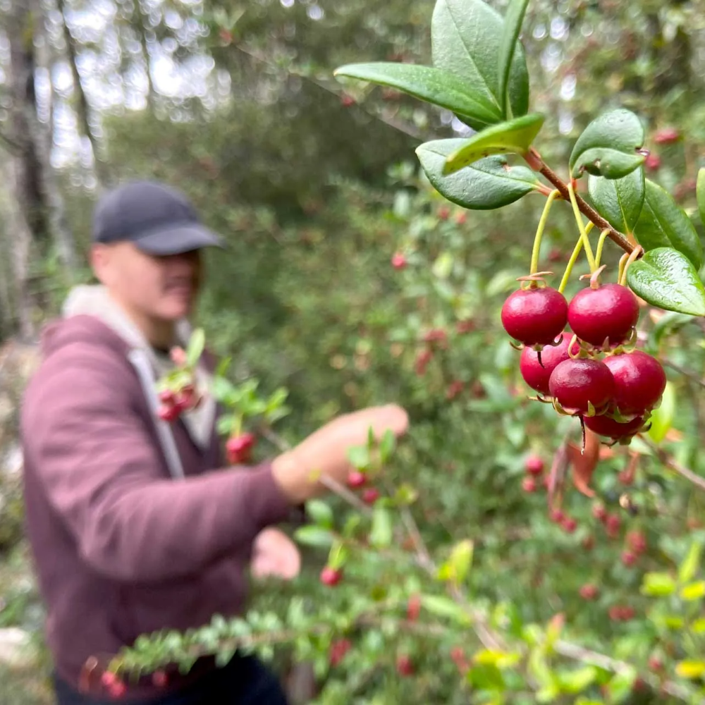 Room at La Colmena Eco Lodge, Ensenada